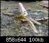 Klicke auf die Grafik fr eine grere Ansicht

Name:	Libelle - Westliche Keiljungfer 10.jpg
Hits:	684
Gre:	99,9 KB
ID:	1583