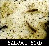 Klicke auf die Grafik fr eine grere Ansicht

Name:	Eintagsfliegen Habroleptoides.jpg
Hits:	530
Gre:	61,2 KB
ID:	2173