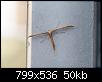 Klicke auf die Grafik fr eine grere Ansicht

Name:	unbekanntes insekt.jpg
Hits:	2841
Gre:	49,8 KB
ID:	3665