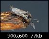 Klicke auf die Grafik fr eine grere Ansicht

Name:	Forcipomyia_03_11-03-2013.jpg
Hits:	1213
Gre:	76,9 KB
ID:	6445