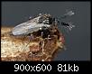 Klicke auf die Grafik fr eine grere Ansicht

Name:	Forcipomyia_05_11-03-2013.jpg
Hits:	1034
Gre:	81,3 KB
ID:	6446