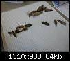 Klicke auf die Grafik fr eine grere Ansicht

Name:	Libellen Exuvienbestimmung 001.jpg
Hits:	718
Gre:	83,8 KB
ID:	974