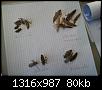 Klicke auf die Grafik fr eine grere Ansicht

Name:	Libellen Exuvienbestimmung 002.jpg
Hits:	675
Gre:	80,5 KB
ID:	975