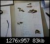 Klicke auf die Grafik fr eine grere Ansicht

Name:	Libellen Exuvienbestimmung 003.jpg
Hits:	702
Gre:	83,1 KB
ID:	976
