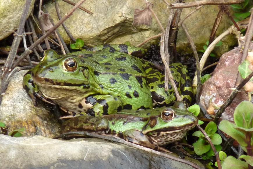 Klicke auf die Grafik fr eine grere Ansicht

Name:	Teichfrosch-Pelophylax esculentus_3.jpg
Hits:	4185
Gre:	103,1 KB
ID:	6555